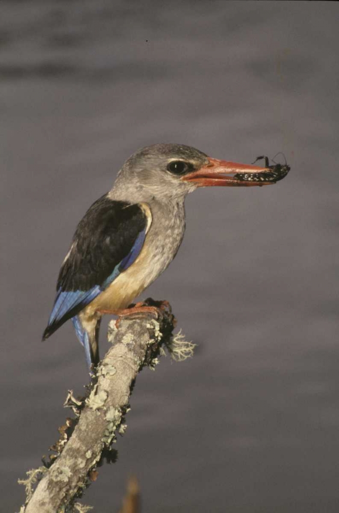 Kenya Grey-hooded kingfisher on limb art print by Joanne Williams for $57.95 CAD