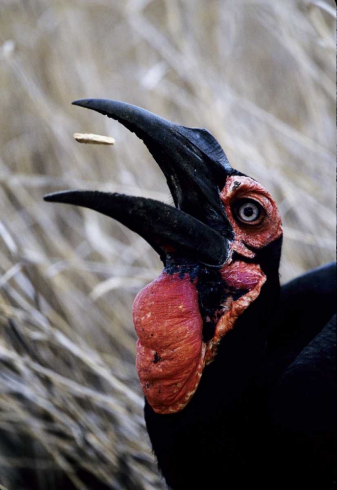 Kenya Ground hornbill eats a morsel art print by Joanne Williams for $57.95 CAD