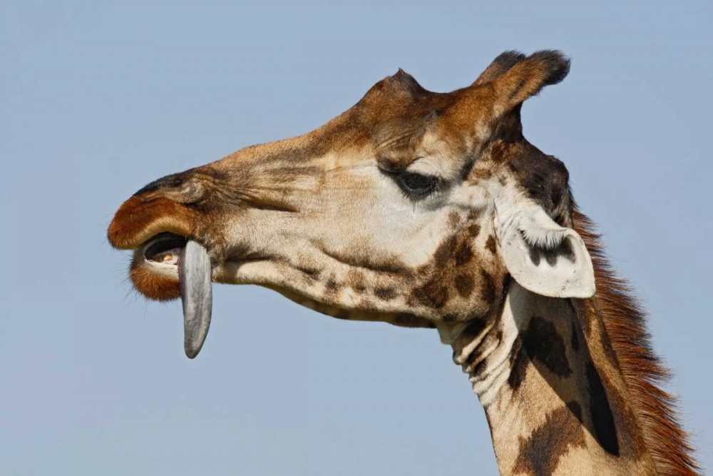 Kenya, Nakuru NP Rothschilds giraffe art print by Arthur Morris for $57.95 CAD