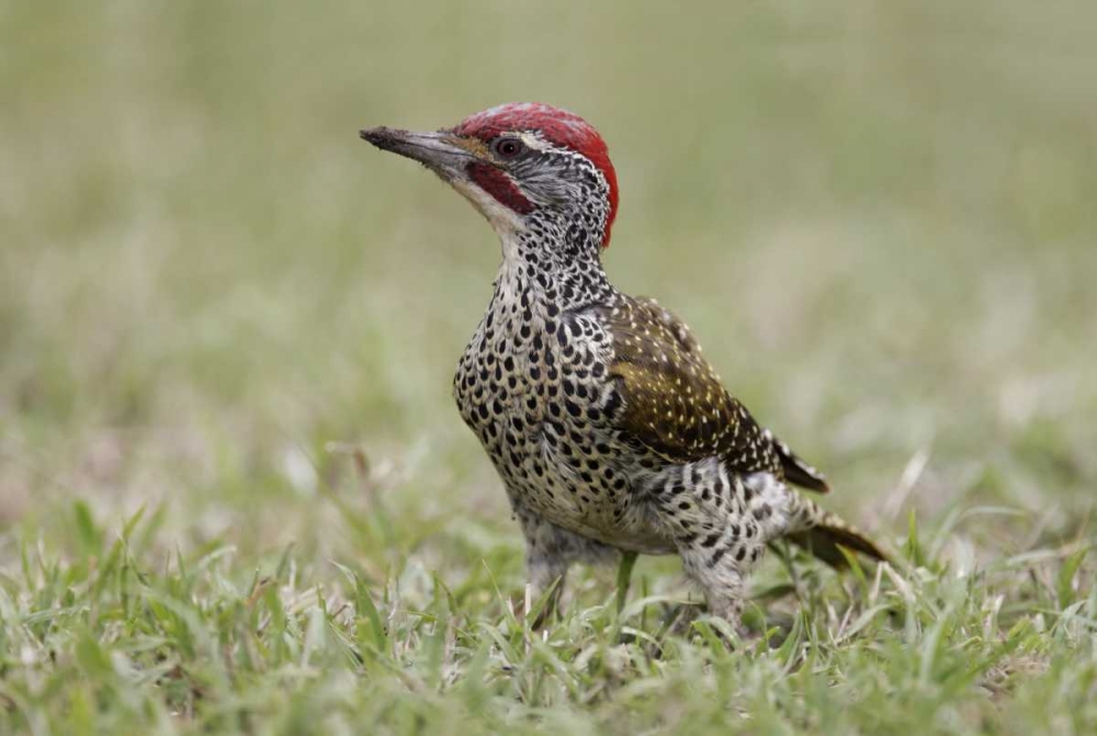 Kenya, Masai Mara, Nubian woodpecker in grass art print by Arthur Morris for $57.95 CAD