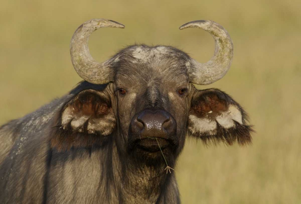 Kenya, Nakuru NP Cape buffalo grazing art print by Arthur Morris for $57.95 CAD
