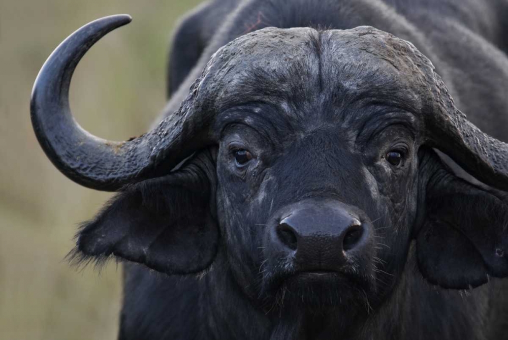 Kenya, Masai Mara, Keekorok Lodge Cape buffalo art print by Arthur Morris for $57.95 CAD