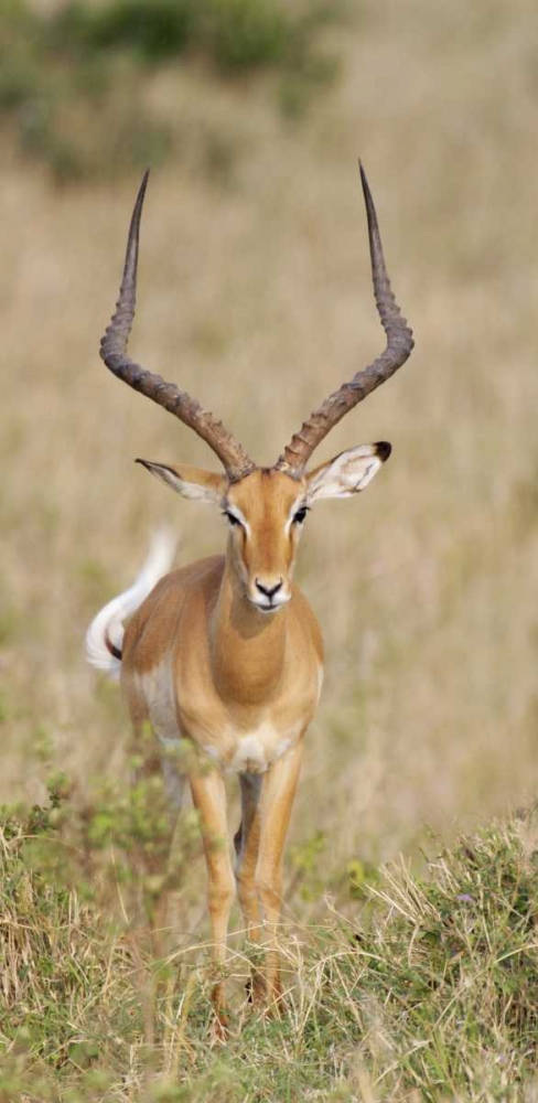 Kenya, Masai Mara Impala wagging tail art print by Arthur Morris for $57.95 CAD