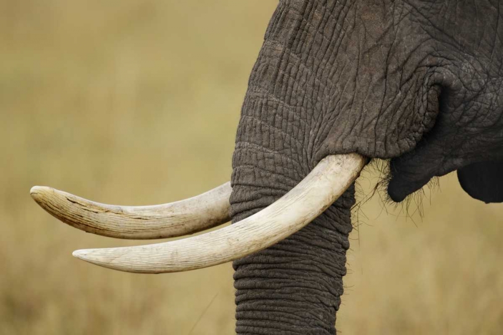 Kenya, Masai Mara, African elephant tusks art print by Arthur Morris for $57.95 CAD