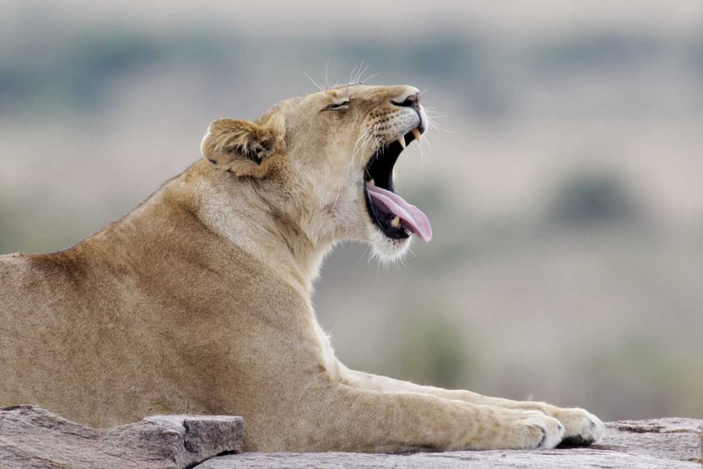 Kenya, Masai Mara African lioness yawns on rock art print by Arthur Morris for $57.95 CAD