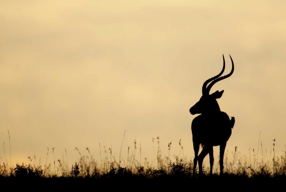 Kenya, Nakuru NP Male impala with oxpecker art print by Arthur Morris for $57.95 CAD