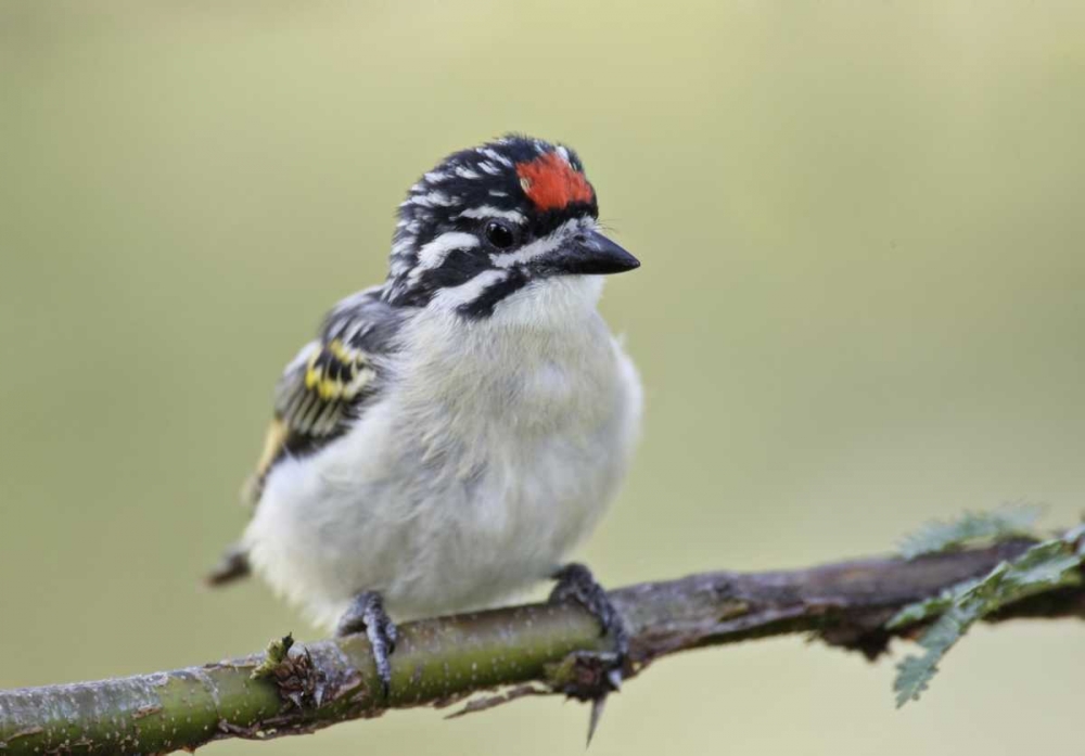 Kenya, Masai Mara Red-fronted tinkerbird on limb art print by Arthur Morris for $57.95 CAD