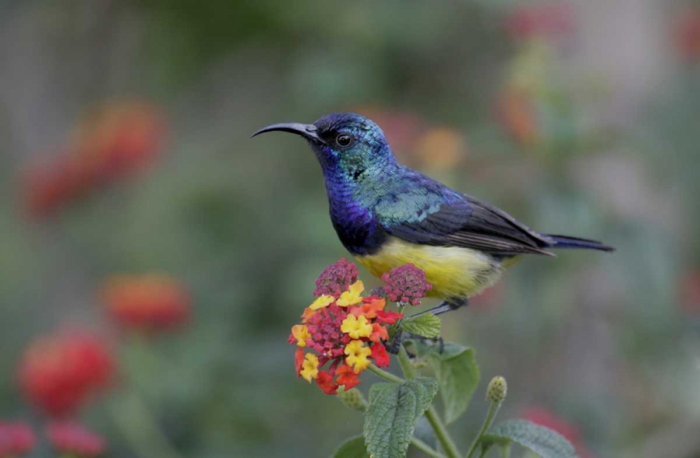 Kenya, Lake Naivasha Variable sunbird on flowers art print by Arthur Morris for $57.95 CAD