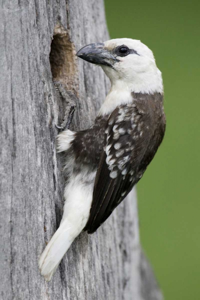 Kenya, Lake Naivasha White-headed barbet at nest art print by Arthur Morris for $57.95 CAD