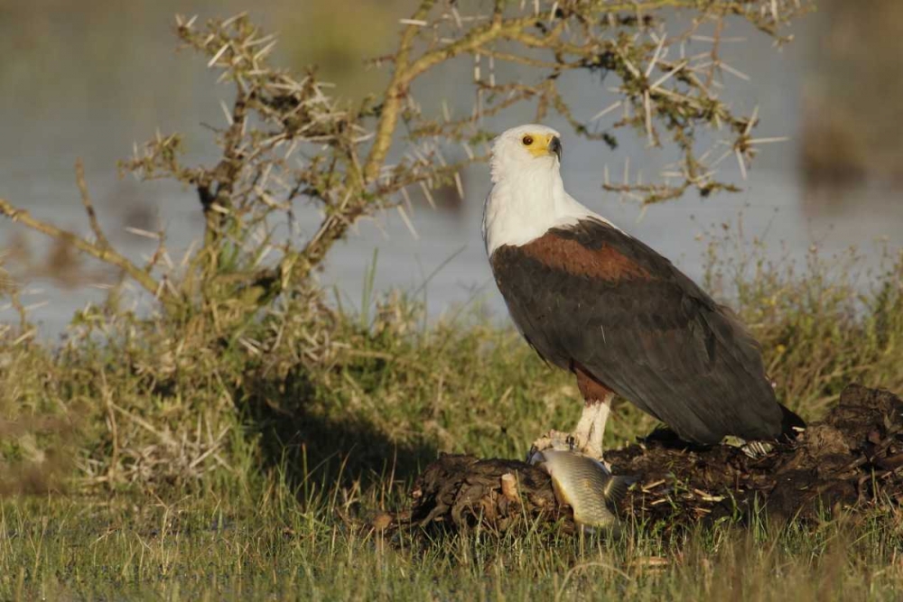 Kenya, Lake Naivasha African fish eagle eating art print by Arthur Morris for $57.95 CAD