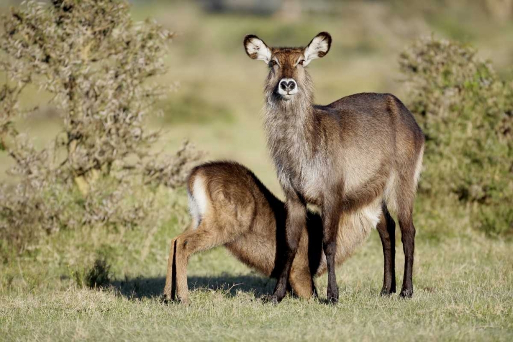 Kenya, Lake Naivasha Defassa waterbuck and young art print by Arthur Morris for $57.95 CAD