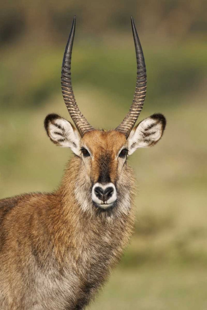 Kenya, Lake Naivasha Male Defassa waterbuck art print by Arthur Morris for $57.95 CAD