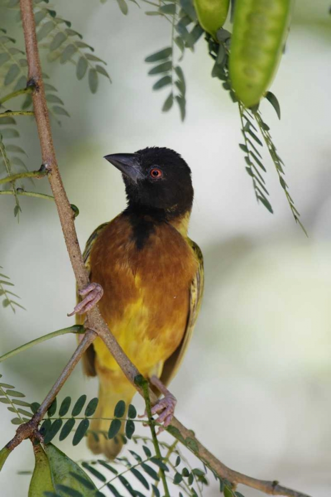 Kenya Jacksons golden-backed weaver perched art print by Arthur Morris for $57.95 CAD