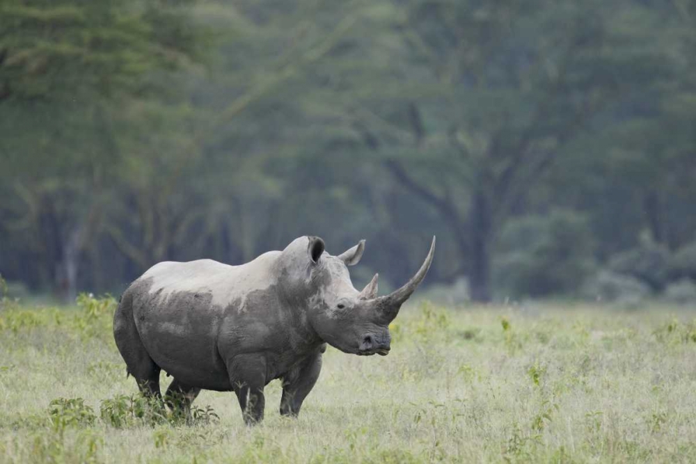 Kenya, Nakuru NP White rhinoceros grazing art print by Arthur Morris for $57.95 CAD