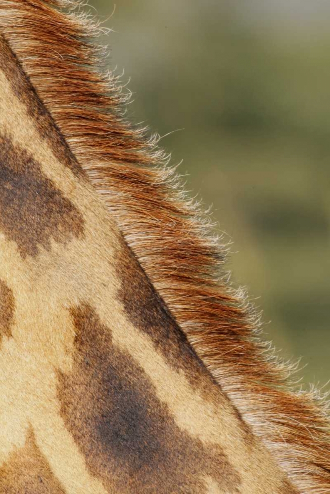 Kenya, Nakuru NP Detail of Rothschilds giraffe art print by Arthur Morris for $57.95 CAD