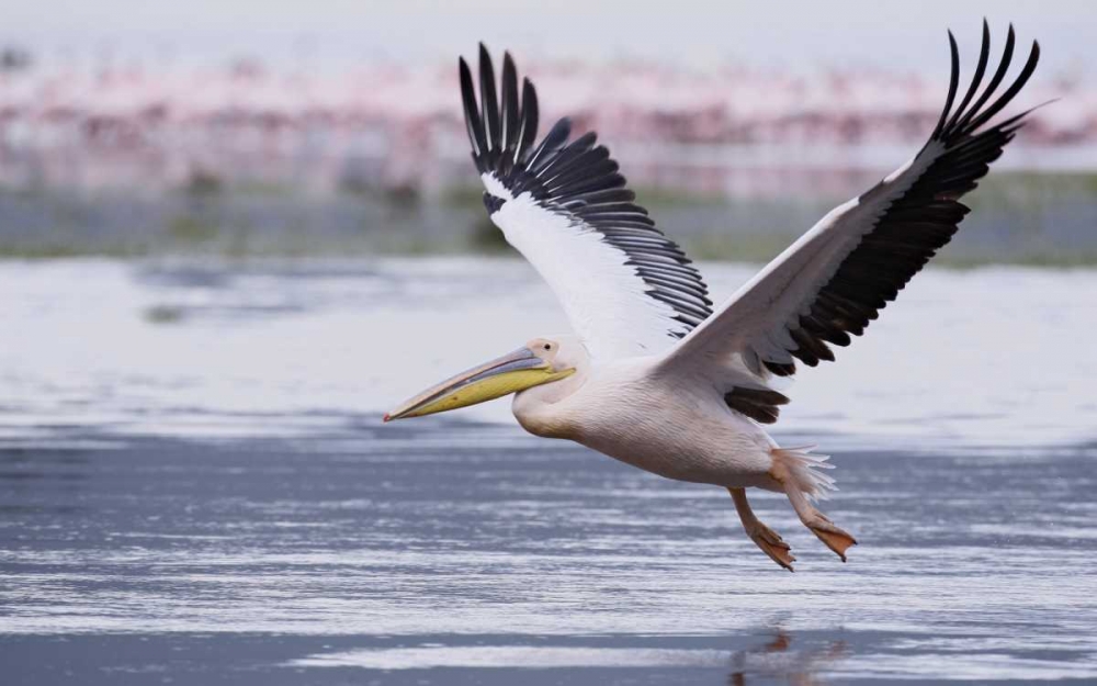 Kenya, Nakuru NP Great white pelican takes off art print by Arthur Morris for $57.95 CAD