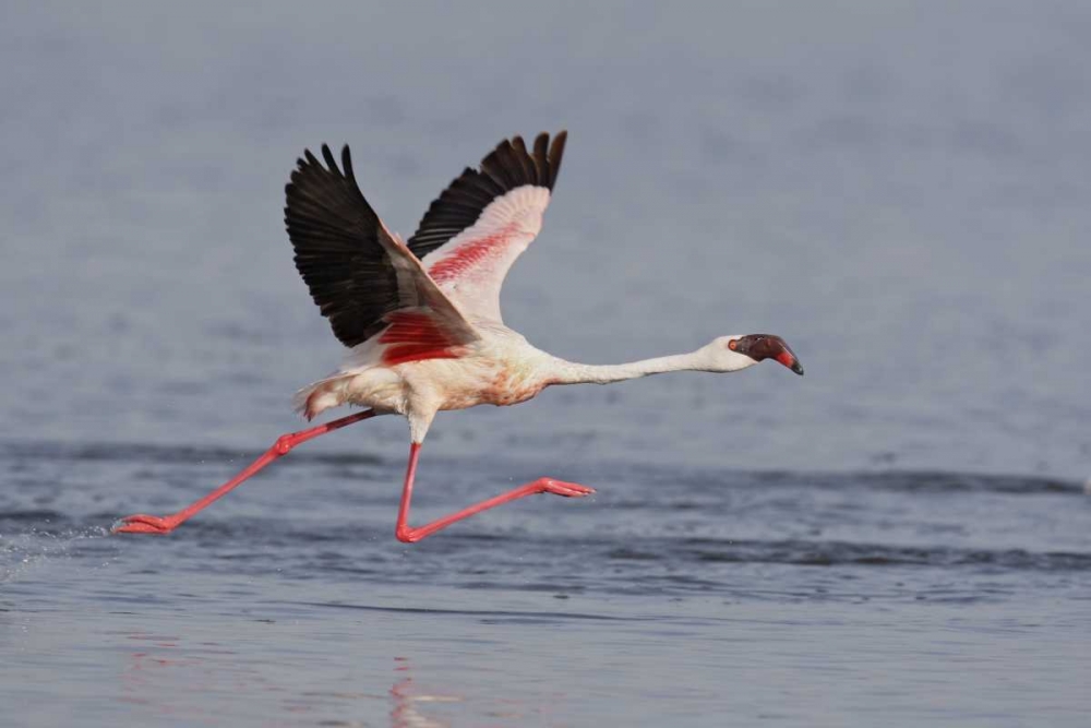 Kenya, Nakuru NP Lesser flamingo running art print by Arthur Morris for $57.95 CAD