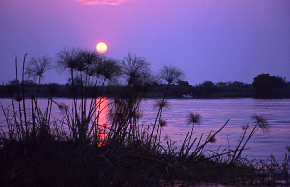 Kenya Sunset reflects on water through reeds art print by Joanne Williams for $57.95 CAD