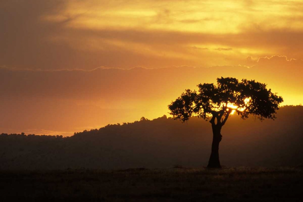 Kenya, Masai Mara Acacia silhouetted at sunset art print by Don Grall for $57.95 CAD