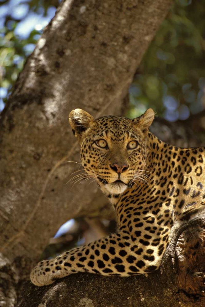 Kenya, Masai Mara Leopard lounges in a fig tree art print by Don Grall for $57.95 CAD