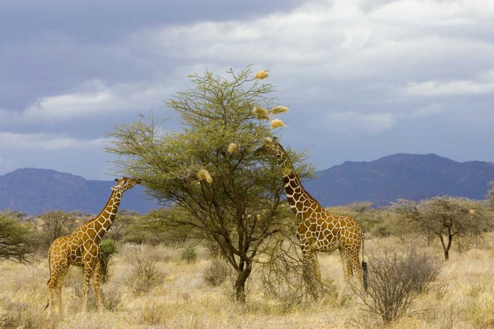 Kenya Two giraffes munch on tree leaves art print by Joanne Williams for $57.95 CAD