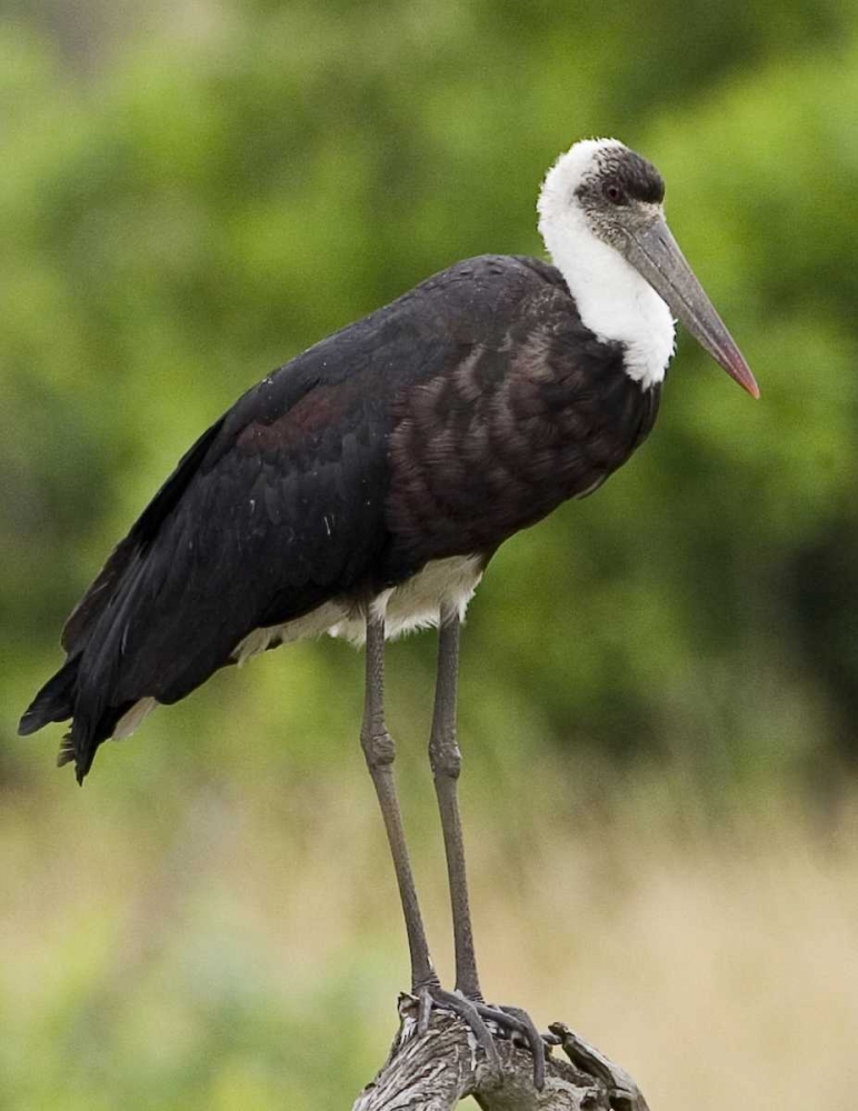 Kenya Abdims stork perched on branch art print by Joanne Williams for $57.95 CAD