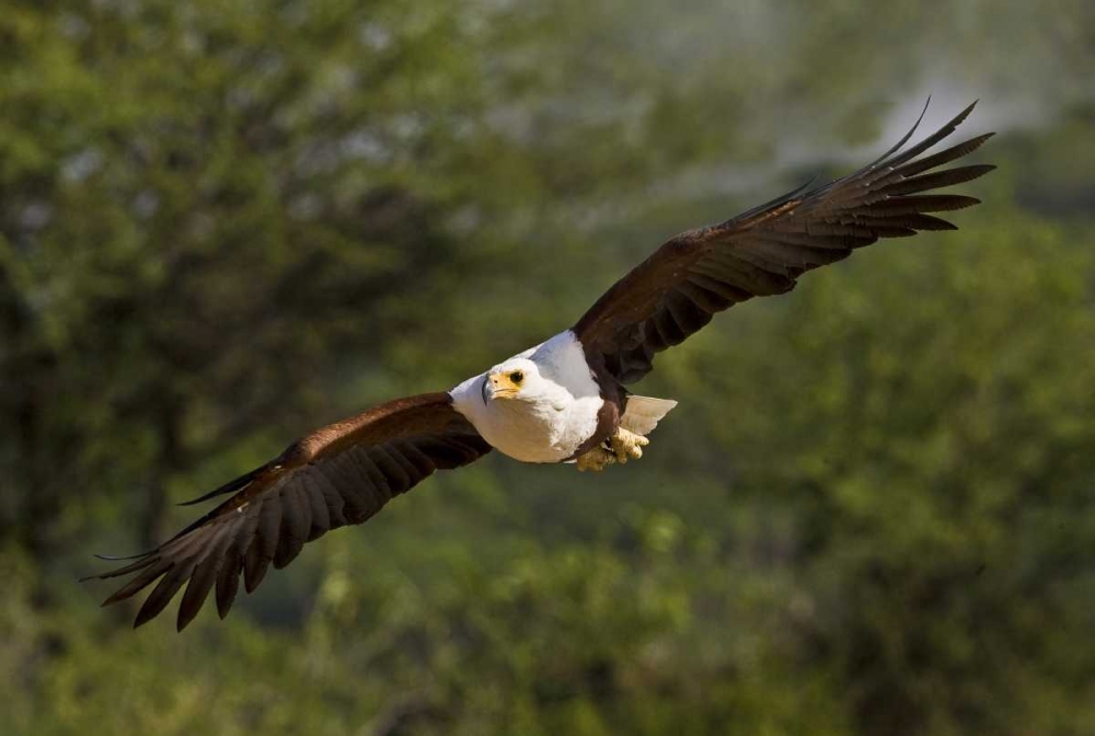 Kenya Fish eagle in flight art print by Joanne Williams for $57.95 CAD