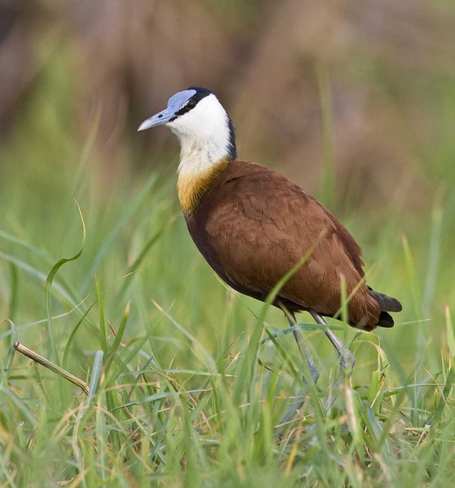 Kenya Close-up of jacana bird in grass art print by Joanne Williams for $57.95 CAD