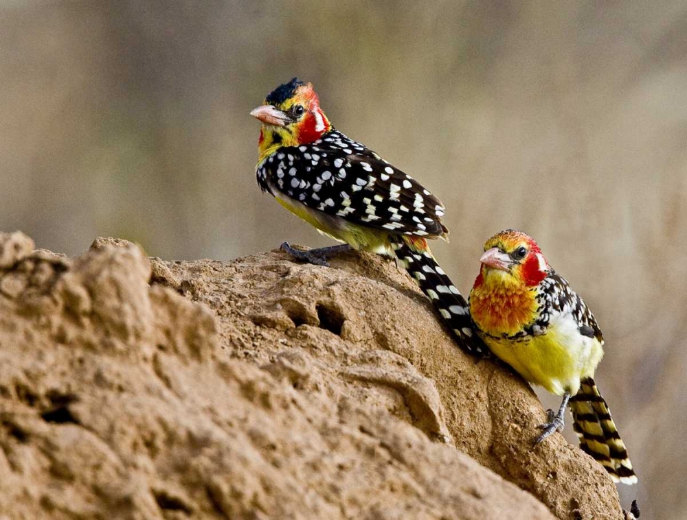 Kenya Red-and-yellow barbet birds on dirt art print by Joanne Williams for $57.95 CAD