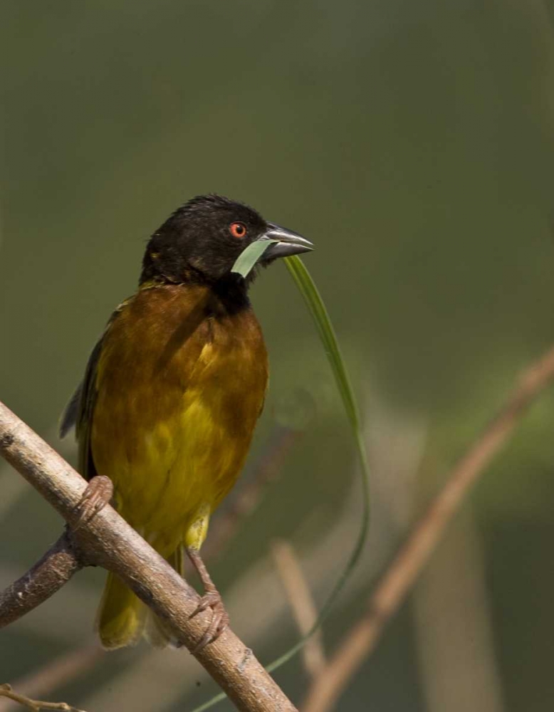 Kenya Brown-capped weaver bird and nest material art print by Joanne Williams for $57.95 CAD