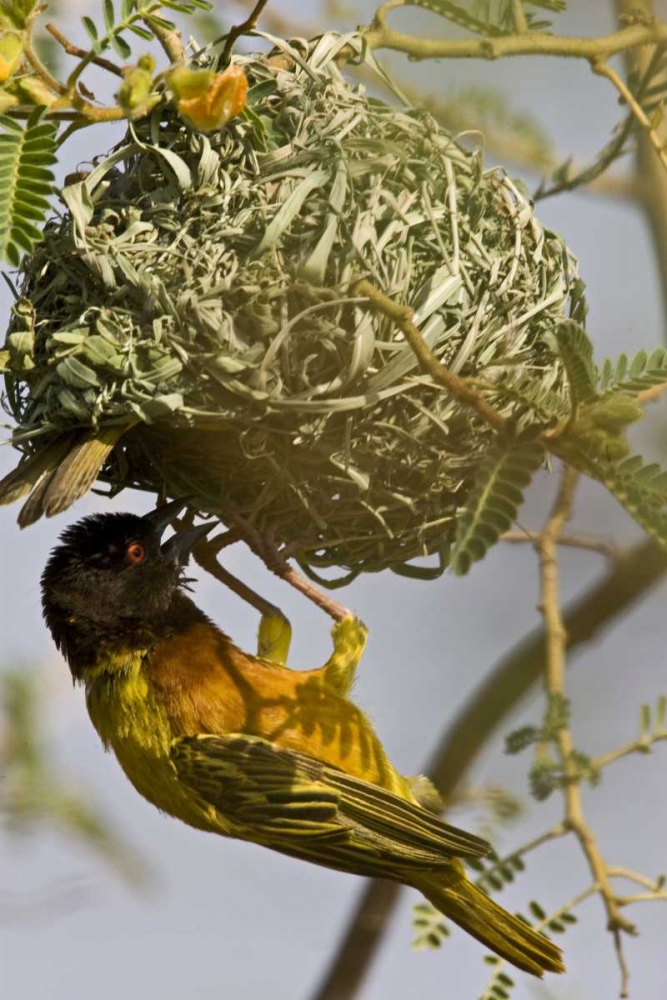 Kenya Brown-capped weaver bird building nest art print by Joanne Williams for $57.95 CAD