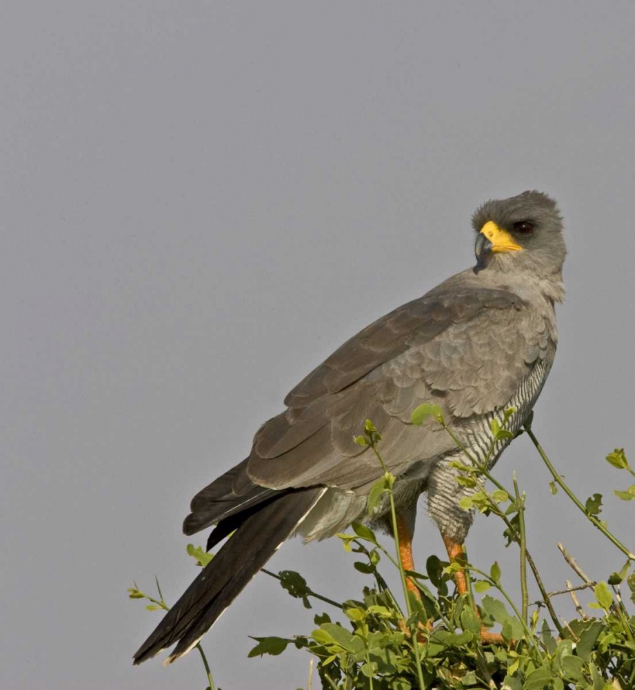 Kenya Close-up of Chanting Goshawk on bush art print by Joanne Williams for $57.95 CAD