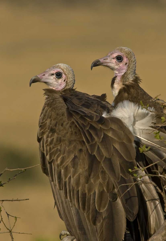 Kenya Profile of two lappet-faced vultures art print by Joanne Williams for $57.95 CAD
