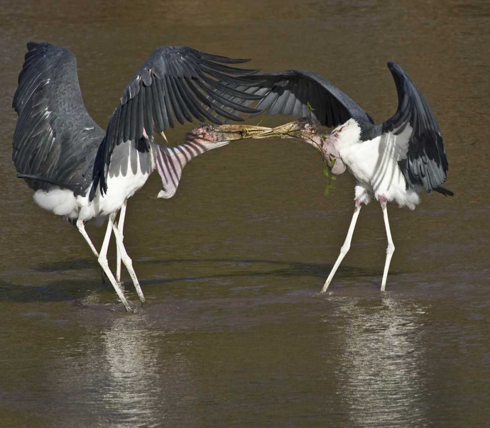 Kenya Marabou storks with nesting material art print by Joanne Williams for $57.95 CAD