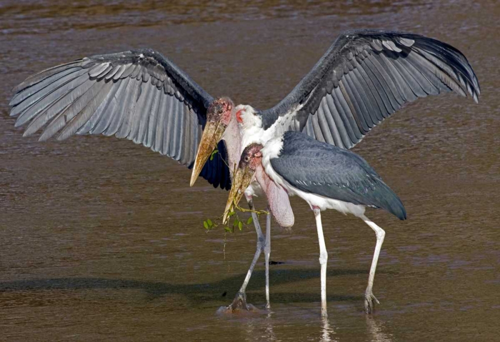 Kenya Pair of marabou storks in shallow water art print by Joanne Williams for $57.95 CAD