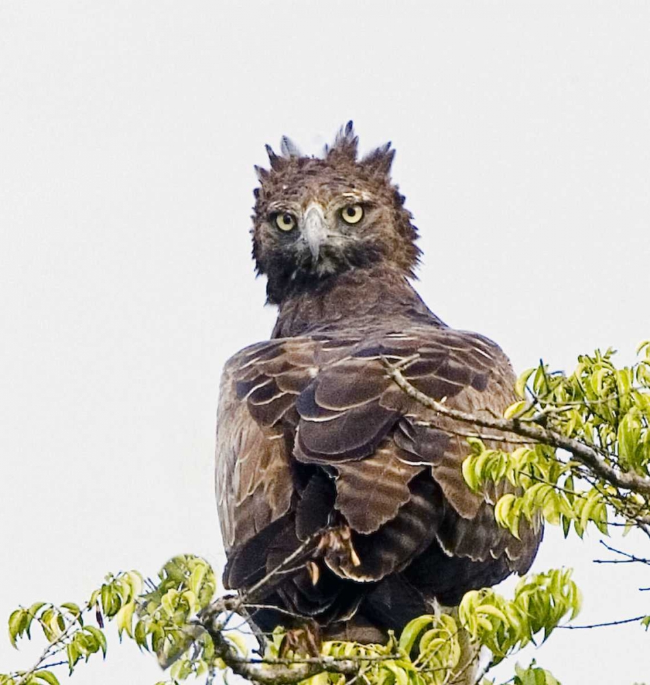 Kenya Martial eagle perched on tree limb art print by Joanne Williams for $57.95 CAD