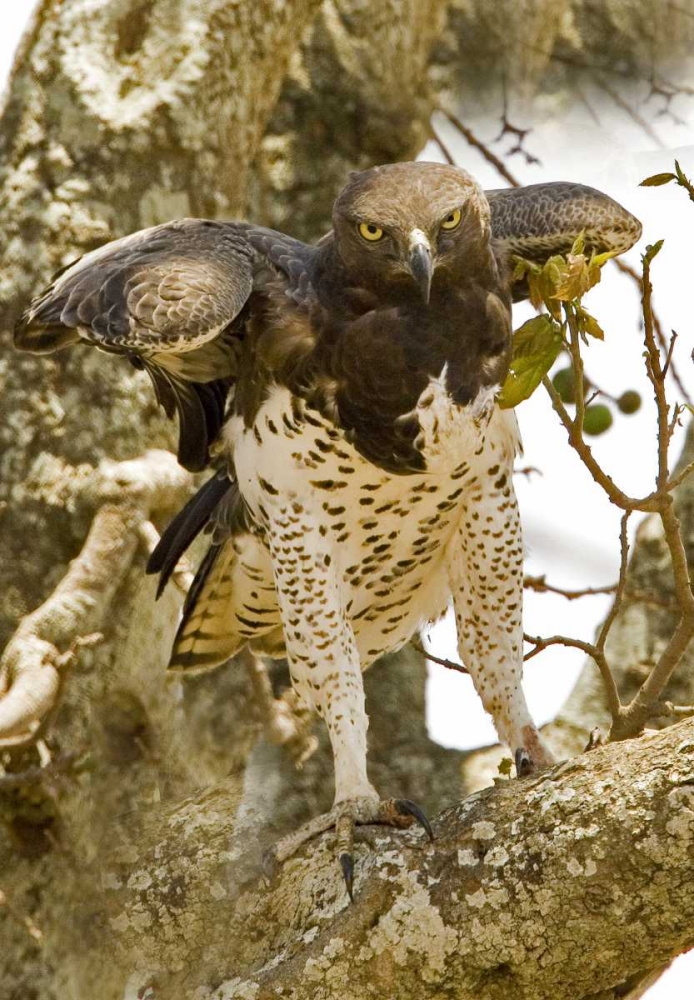 Kenya Martial eagle standing on tree limb art print by Joanne Williams for $57.95 CAD