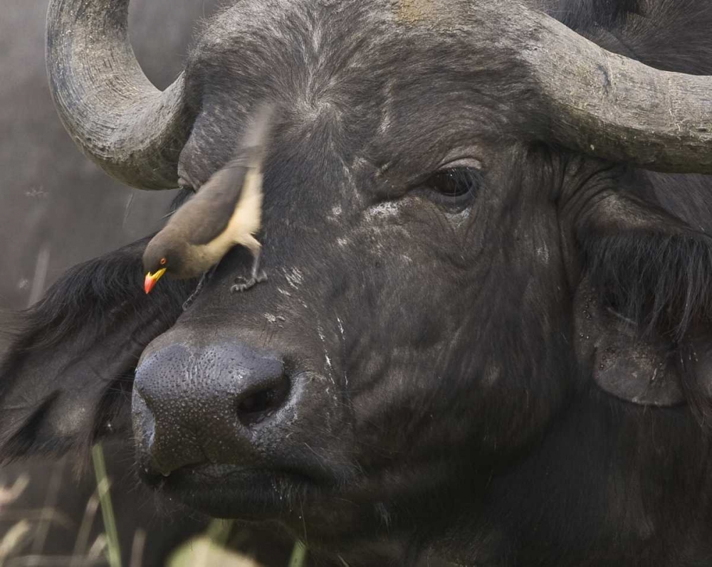 Kenya Oxpecker bird on nose of water buffalo art print by Joanne Williams for $57.95 CAD