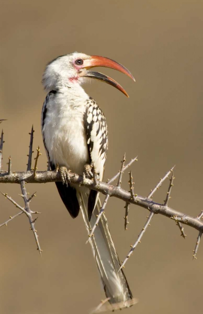 Kenya Red-billed hornbill bird on thorny tree art print by Joanne Williams for $57.95 CAD