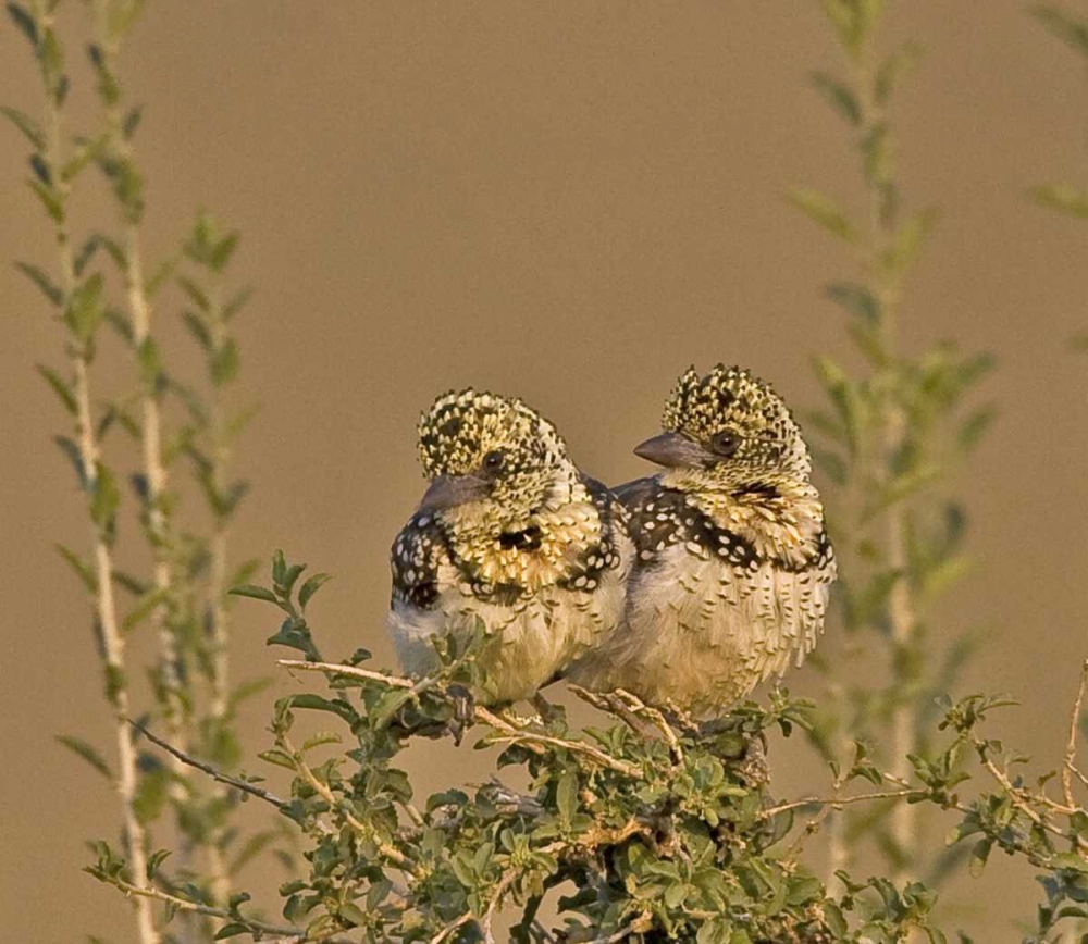 Kenya Red-yellow barbets perched on tree limb art print by Joanne Williams for $57.95 CAD