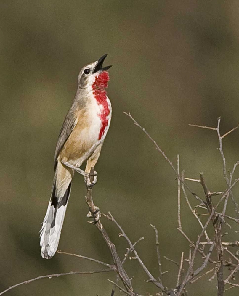 Kenya Singing rosy-patched bushshrike bird art print by Joanne Williams for $57.95 CAD