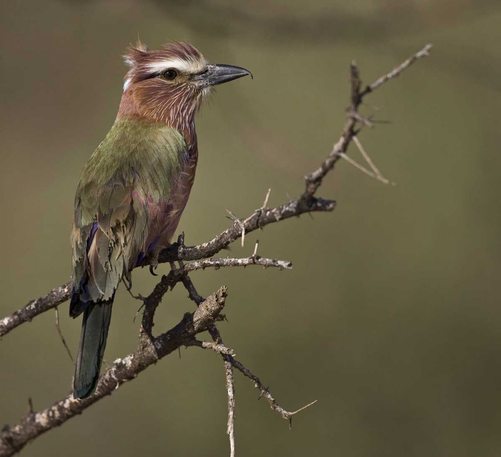 Kenya Rufous-crowned roller bird on limb art print by Joanne Williams for $57.95 CAD