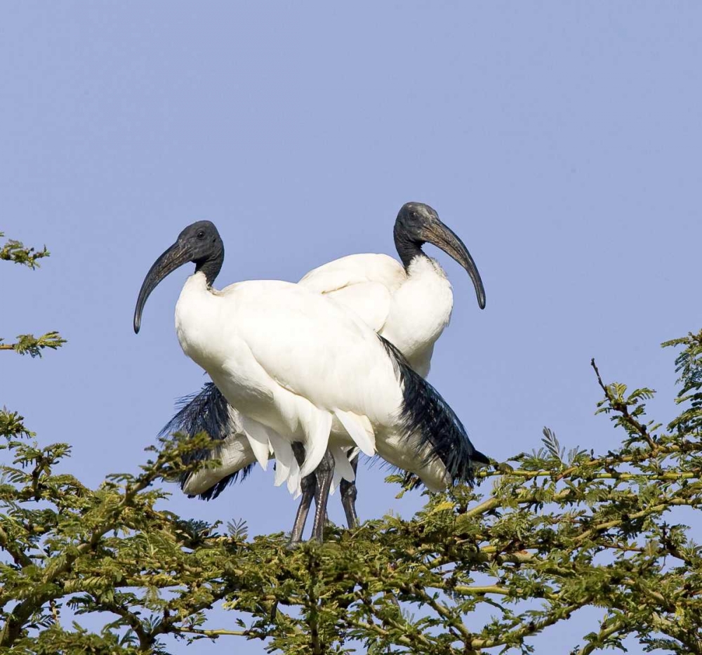 Kenya Pair of sacred ibis birds stand on limbs art print by Joanne Williams for $57.95 CAD