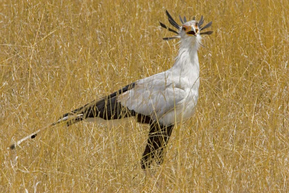 Kenya Secretary bird in tall grass art print by Joanne Williams for $57.95 CAD