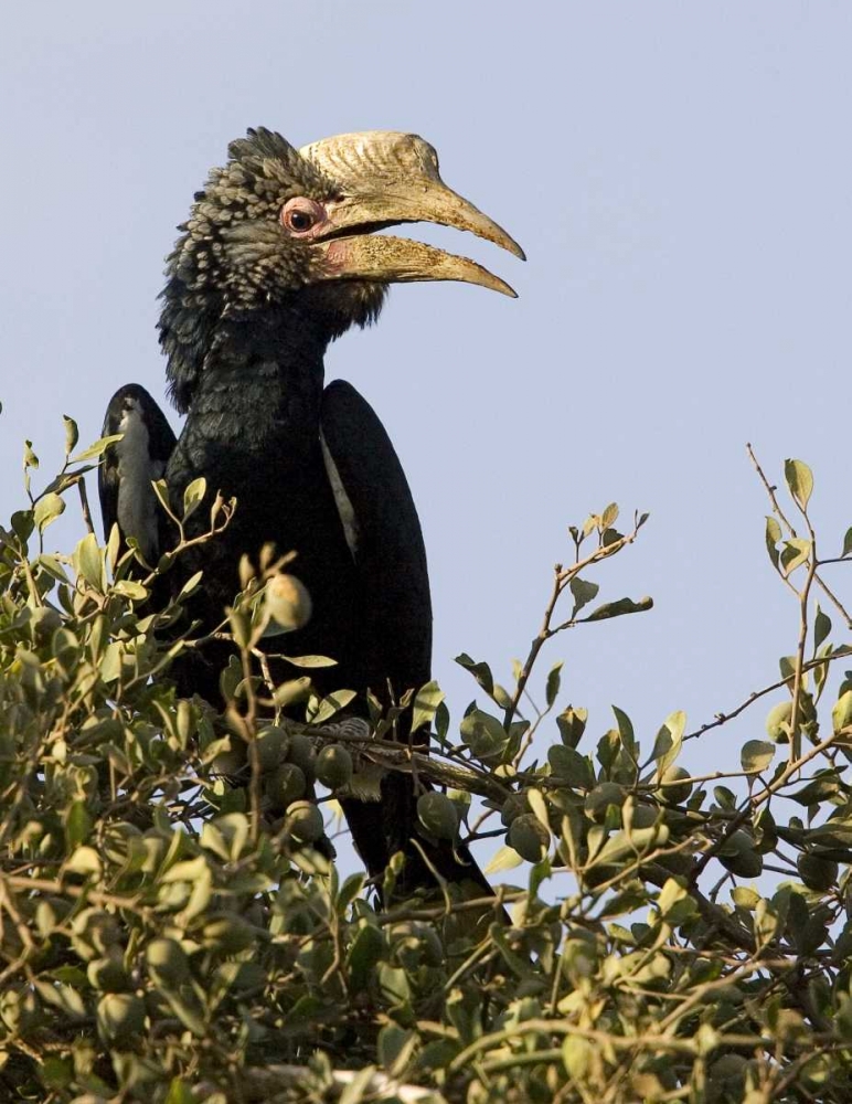 Kenya Silvery-cheeked hornbill bird in tree art print by Joanne Williams for $57.95 CAD