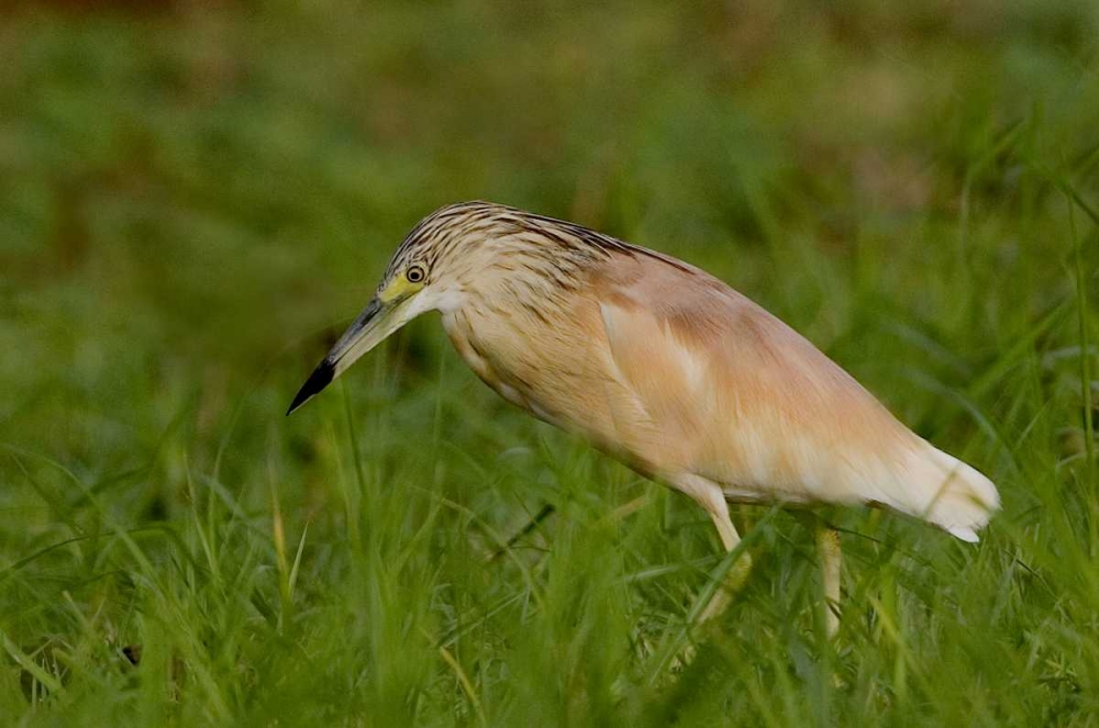 Kenya Squacco heron bird in green grass art print by Joanne Williams for $57.95 CAD