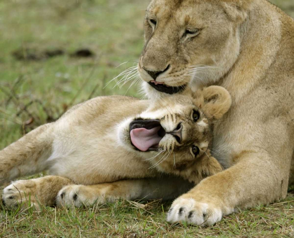 Kenya, Masai Mara, African lioness with cub art print by Arthur Morris for $57.95 CAD