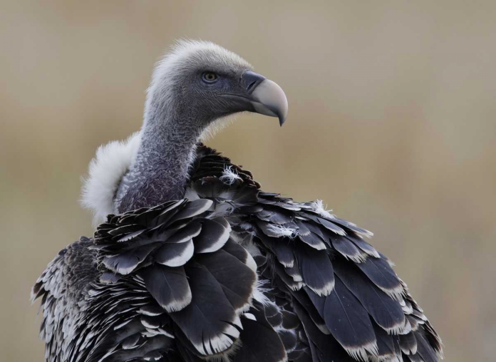 Kenya, Masai Mara Ruppells griffon vulture art print by Arthur Morris for $57.95 CAD