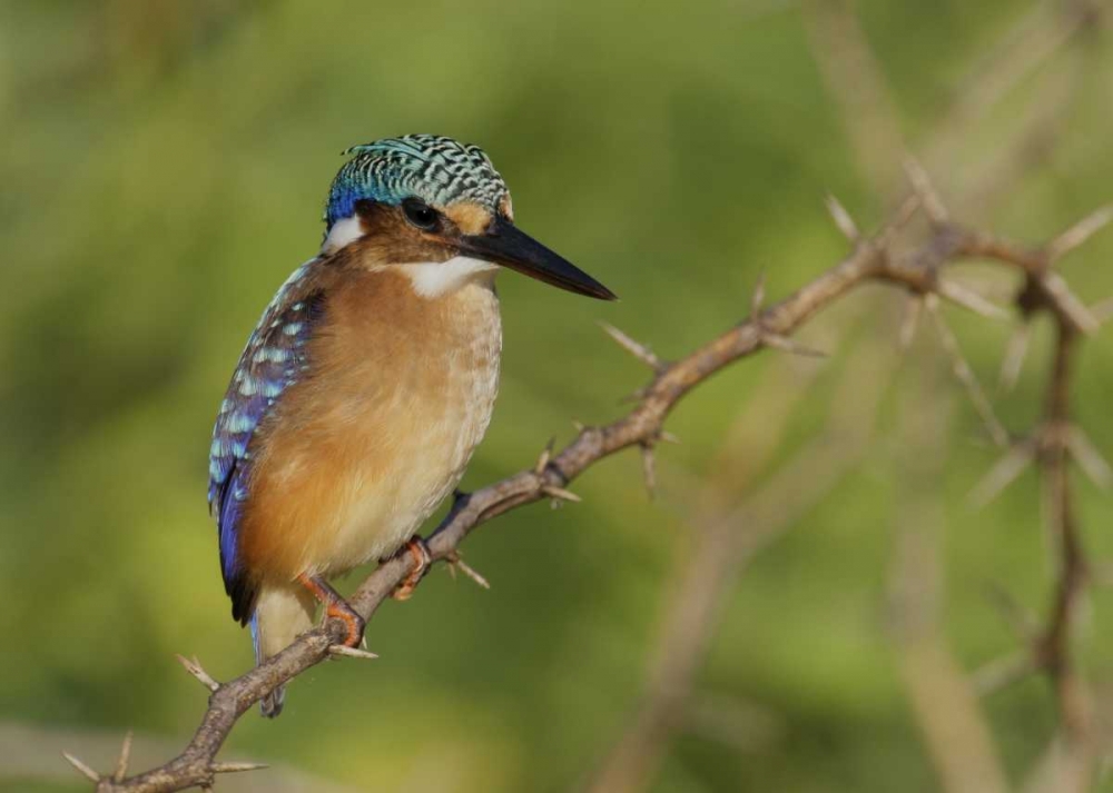 Kenya, Lake Baringo Pygmy kingfisher perched art print by Arthur Morris for $57.95 CAD