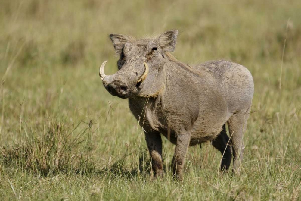 Kenya, Nakuru NP Warthog in standing pose art print by Arthur Morris for $57.95 CAD